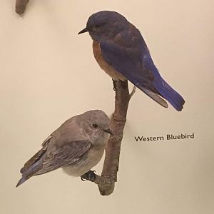 Western bluebird (Sialia mexicana)
