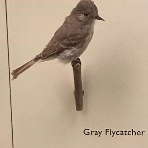 Gray flycatcher (Empidonax wrightii)