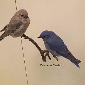 Mountain bluebird (Sialia currucoides)