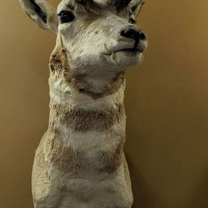 Pronghorn (Antilocapra americana)