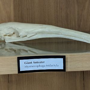 Giant anteater (Myrmecophaga tridactyla) skull