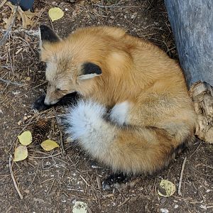Red fox (Vulpes vulpes)