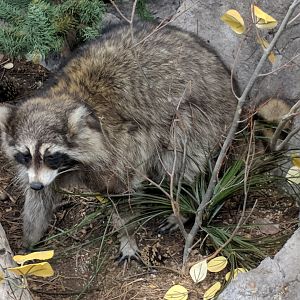 Northern raccoon (Procyon lotor)