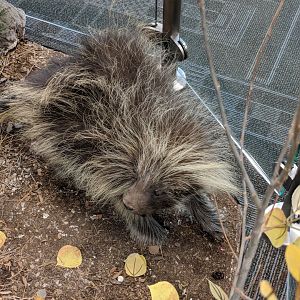North American porcupine (Erethizon dorsatum)