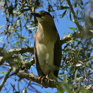 Nankeen Night Heron (Nycticorax caledonicus caledonicus)