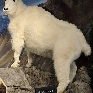 Rocky mountain goat (Oreamnos americanus)