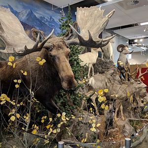North American Mammal Displays