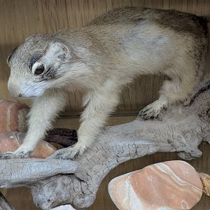Utah prairie dog (Cynomys parvidens)