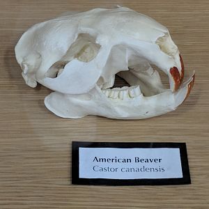 American beaver (Castor canadensis) skull