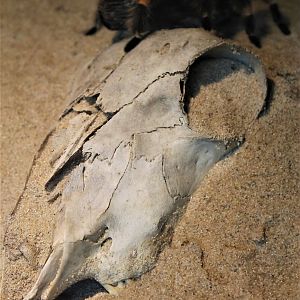 Mexican Red-kneed Tarantula (Brachypelma smithi)