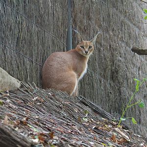 Caracal