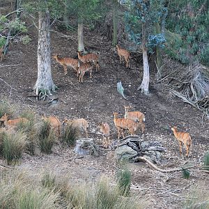 Nyala herd