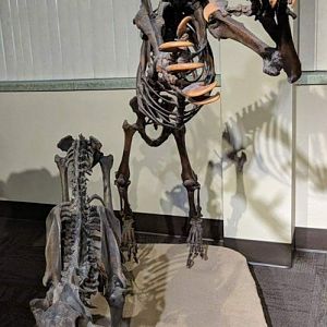Smilodon fatalis