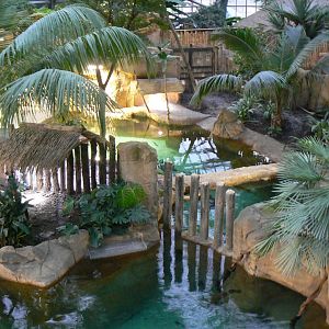 Tropical dome - View onto the two false gharials enclosures