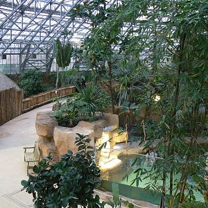 Tropical dome - Second false gharial enclsoure on the right and young (8) false gharials on the left