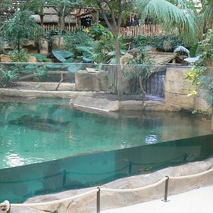 Tropical dome - Second false gharial enclosure