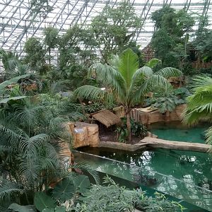 Tropical dome - First false gharial enclosure