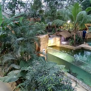 Tropical dome - View onto the two false gharials enclosures