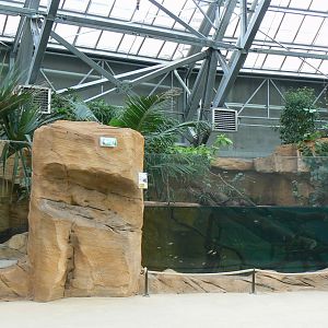 Tropical dome - Young false gharials (8) and southern river terrapins exhibit