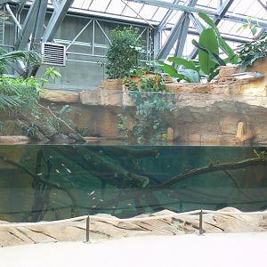 Tropical dome - Young false gharials (8) and southern river terrapins exhibit