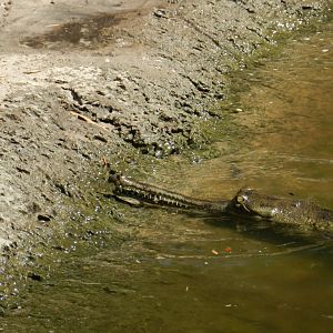 Gharial (Gavialis gangeticus) at Zoo Tampa at Lowry Park, USA