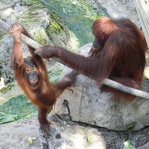 Bornean Orangutan (Pongo pygmaeus) at Zoo Tampa at Lowry Park, USA