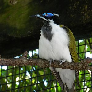 Blue-faced Honeyeater (Entomyzon cyanotis) at Zoo Tampa at Lowry Park, USA