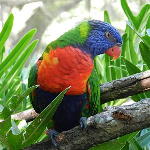 Rainbow Lorikeet (Trichoglossus moluccanus) at Zoo Tampa at Lowry Park, USA
