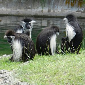 Angolan Colobus (Colobus angolensis) at Zoo Tampa at Lowry Park, USA