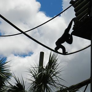Siamang (Symphalangus syndactylus) at Zoo Tampa at Lowry Park, USA