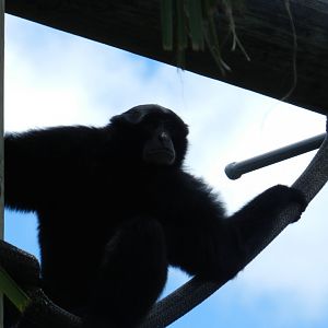 Siamang (Symphalangus syndactylus) at Zoo Tampa at Lowry Park, USA