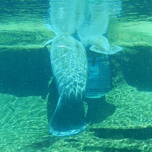 Florida Manatee (Trichechus manatus latirostris) at Zoo Tampa at Lowry Park, USA