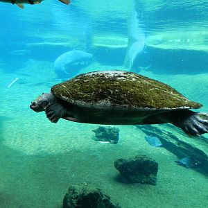 Yellow-Spotted Amazon River Turtle (Podocnemis unifilis) and Florida Manatee (Trichechus manatus latirostris) at Zoo Tampa at Lowry Park, USA