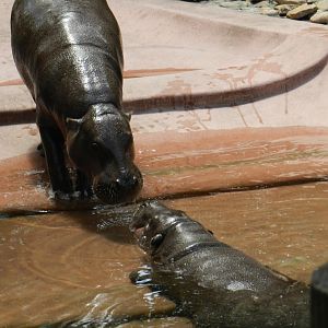Pygmy Hippopotamus (Choeropsis liberiensis) at Zoo Tampa at Lowry Park, USA