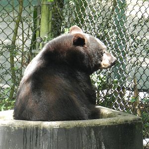 Florida Black Bear (Ursus americanus floridanus) at Zoo Tampa at Lowry Park, USA