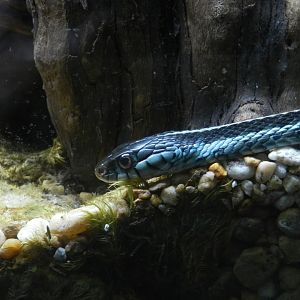 Blue-Striped Garter Snake (Thamnophis sirtalis similis) at Zoo Tampa at Lowry Park, USA