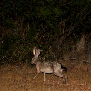 black-tailed jackrabbit (Lepus californicus)