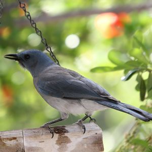 Mexican Jay (Aphelocoma wollweberi)