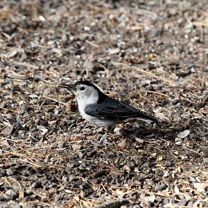 White-breasted Nuthatch (Sitta carolinensis)