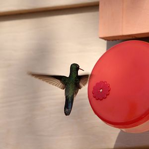 Broad-billed Hummingbird (Cynanthus latirostris)