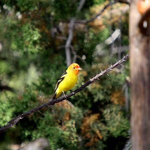 Western Tanager (Piranga ludoviciana)