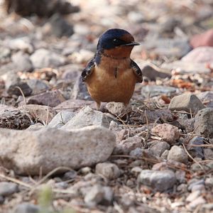 Barn Swallow (Hirundo rustica)