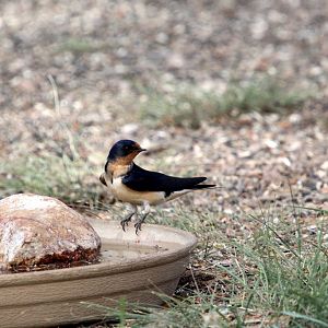 Barn Swallow (Hirundo rustica)