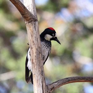 Acorn Woodpecker (Melanerpes formicivorus)