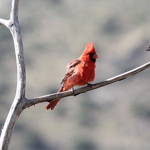Northern Cardinal (Cardinalis cardinalis)
