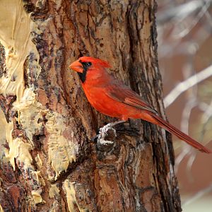Northern Cardinal (Cardinalis cardinalis)