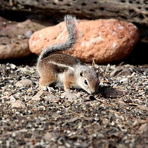 Harris's antelope squirrel (Ammospermophilus harrisii)