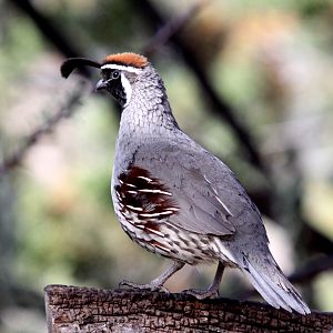 Gambel's Quail (Callipepla gambelii)