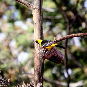 Hooded Oriole (Icterus cucullatus)
