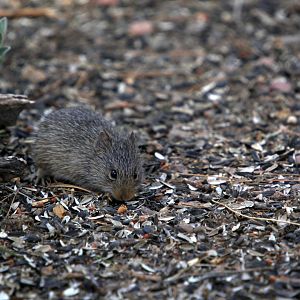 yellow-nosed cotton rat (Sigmodon ochrognathus)